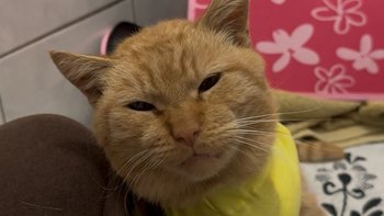 Zbiórka Gusto bez łapki z wielkim sercem - miniaturka zdjęcia