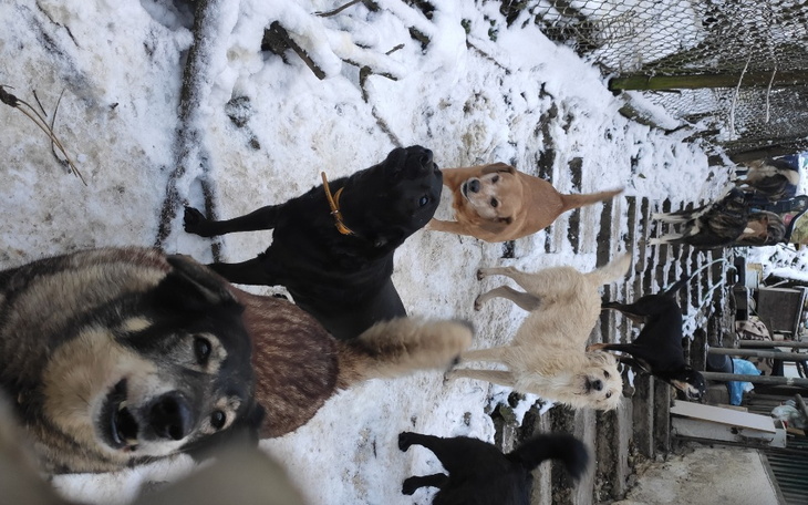 Zbiórka Bezdomne psiaki zbierają na prąd - zdjęcie główne