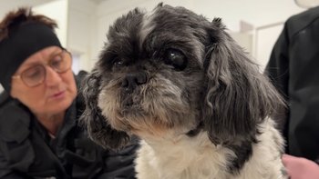 Zbiórka Zaniedbana zabawka alkoholika - miniaturka zdjęcia