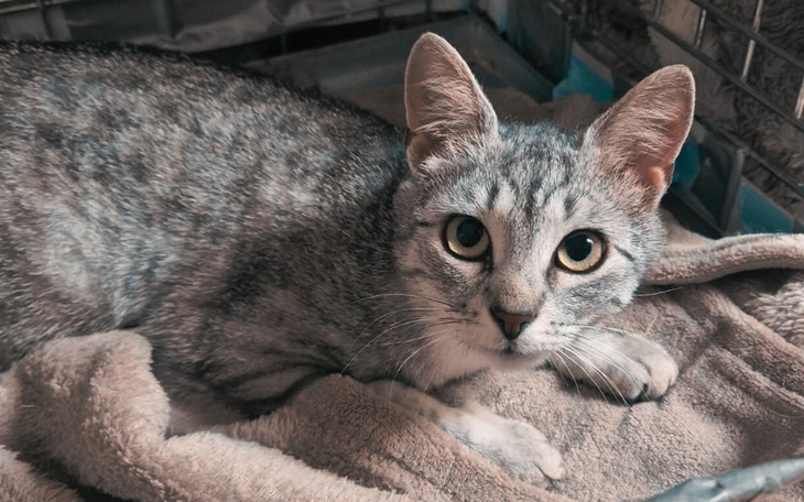 Zbiórka Sterylizacja aborcyjna Cynki - zdjęcie główne