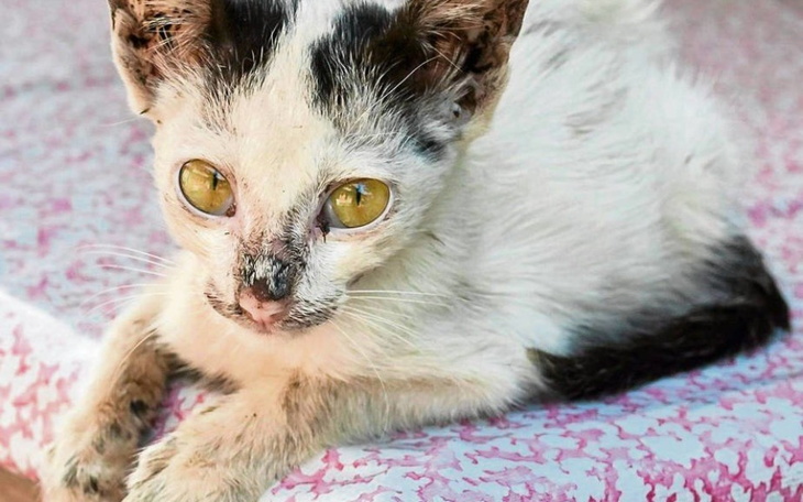 Zbiórka Pomoc finansowa dla mojej kotki - zdjęcie główne