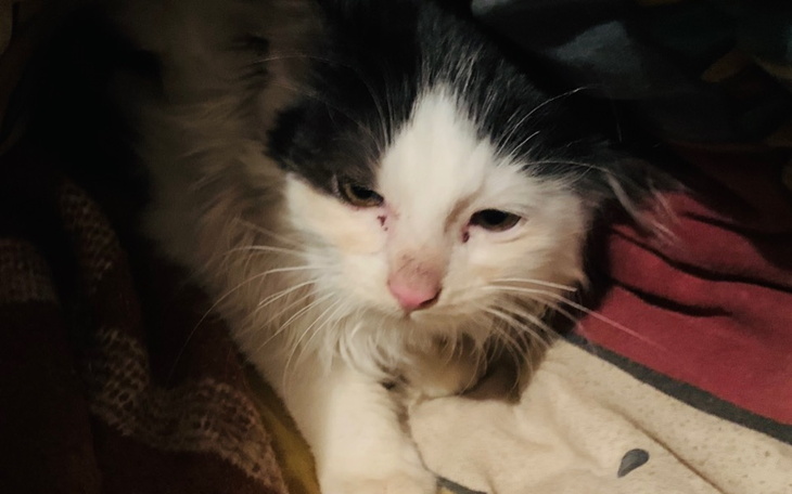 Zbiórka Bezdomny,chory Maurycy - zdjęcie główne