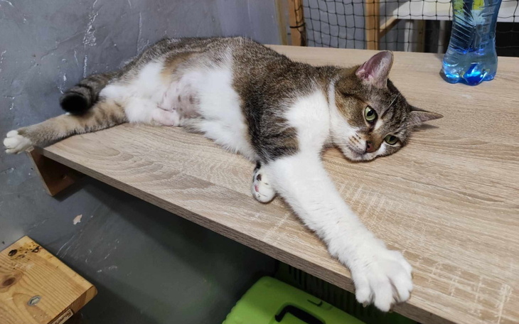 Kot leży na stole, wyciągając łapy.