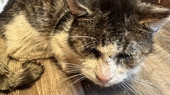 Zbiórka Staruszek Diego - walka o życie - miniaturka zdjęcia