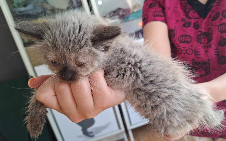 Kotek w rękach, z szarym futrem i dużymi oczami.