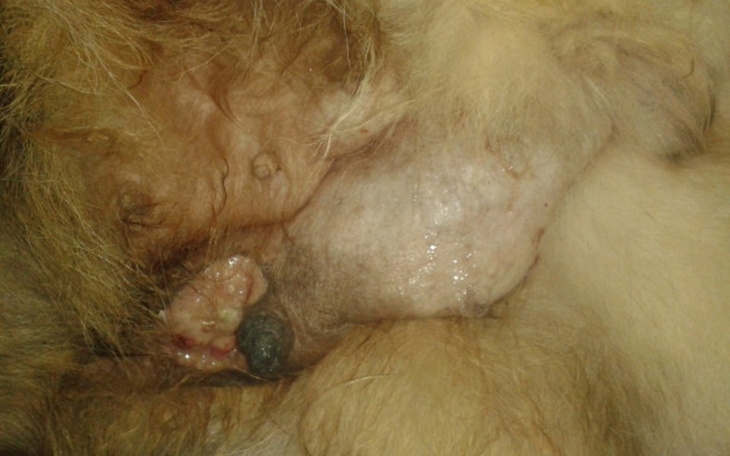 Zbiórka na zabieg dla mojej psinki - zdjęcie główne