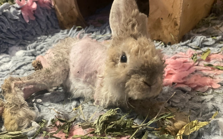 Zbiórka Leczymy króliki - zdjęcie główne