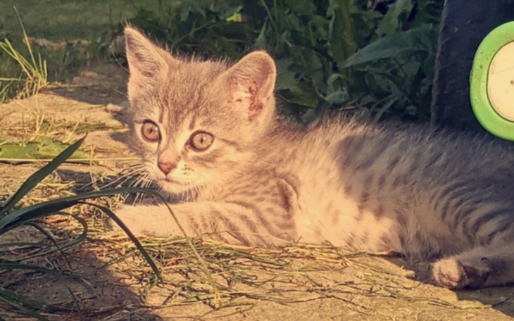 Zbiórka Zbieram na operację dla kociaka - zdjęcie główne