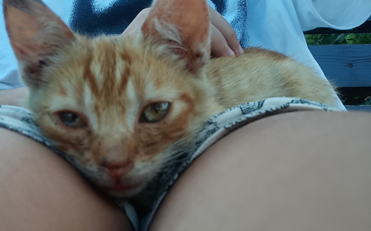 Zbiórka Leczenie małego rudego kotka - zdjęcie główne