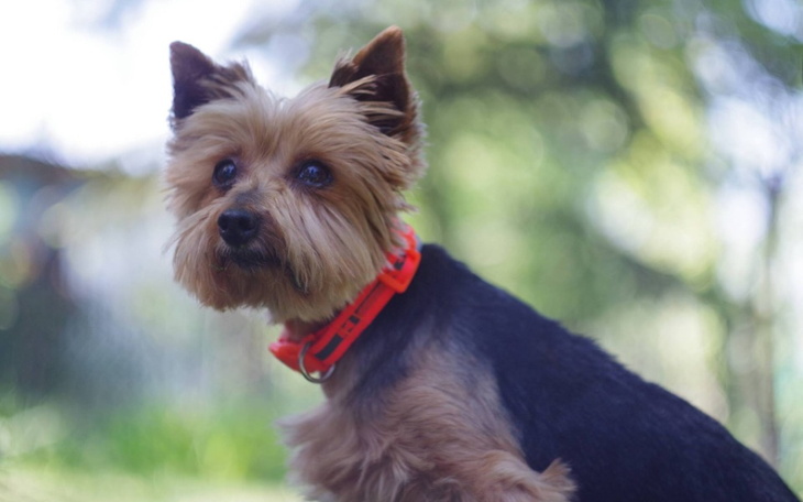 Zbiórka Operacja rozpadającego się guza - zdjęcie główne