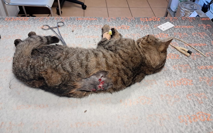 Kot leżący na stole w klinice, z raną na boku.