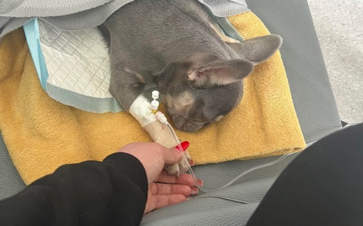 Zbiórka Dalsze leczenie Luny - zdjęcie główne