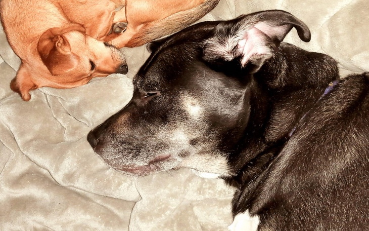 Zbiórka aRes Dla Niko - zdjęcie główne