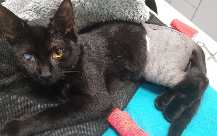 Zbiórka Pantera operacja na cito - zdjęcie główne