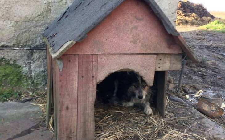 Zbiórka Dla zwierząt-one nas potrzebują - zdjęcie główne