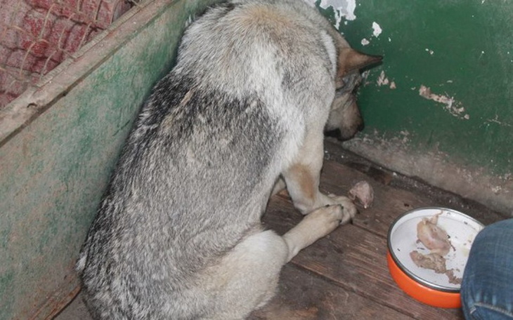 Pies siedzący w kącie, wygląda na smutnego i osamotnionego.