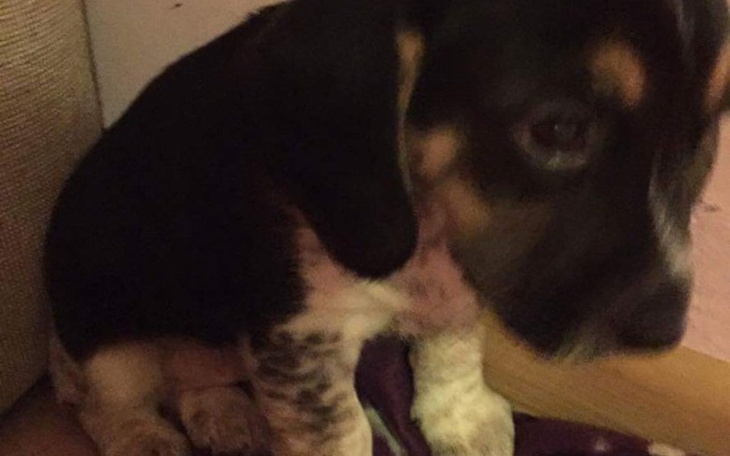 Mały piesek siedzący na kanapie, z ciekawym spojrzeniem.