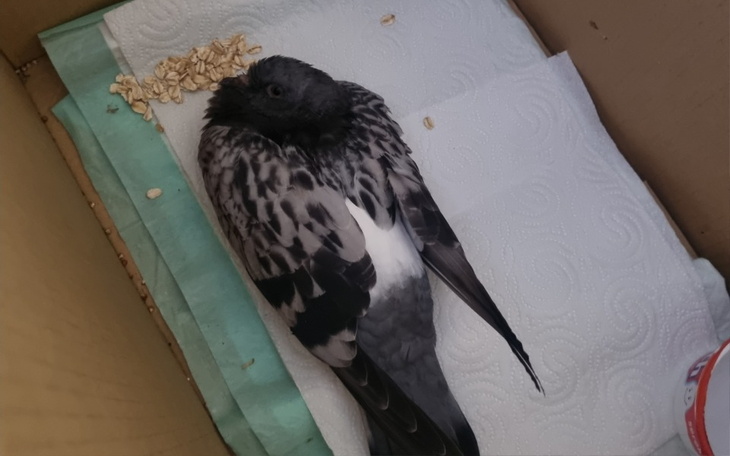 Zbiórka Miejski gołąb - zdjęcie główne