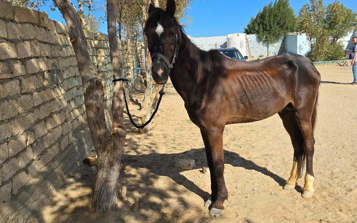 Chudy koń stojący przy drzewie na pustyni.