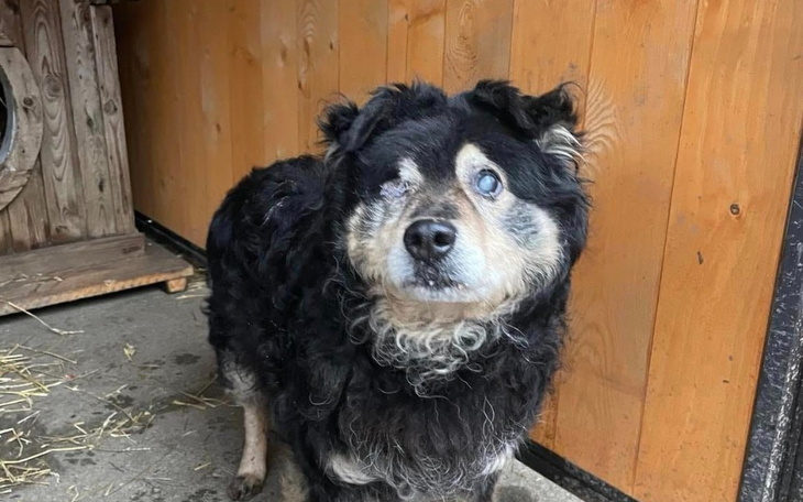 Zbiórka Zimowy cud Antosia - zdjęcie główne