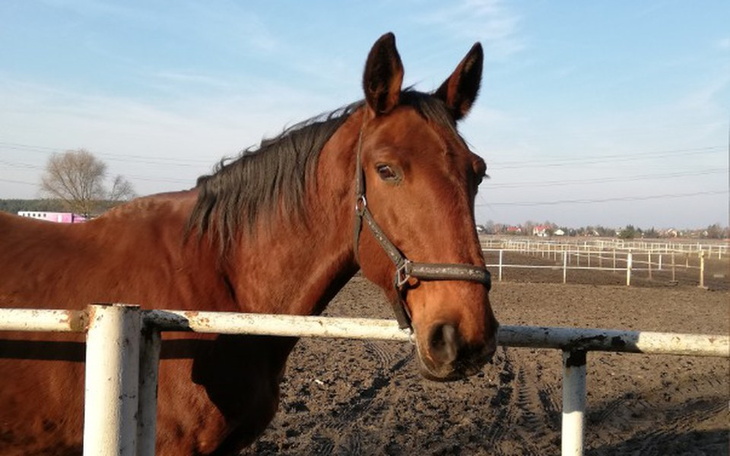Koń patrzy na fotografa z pastwiska.