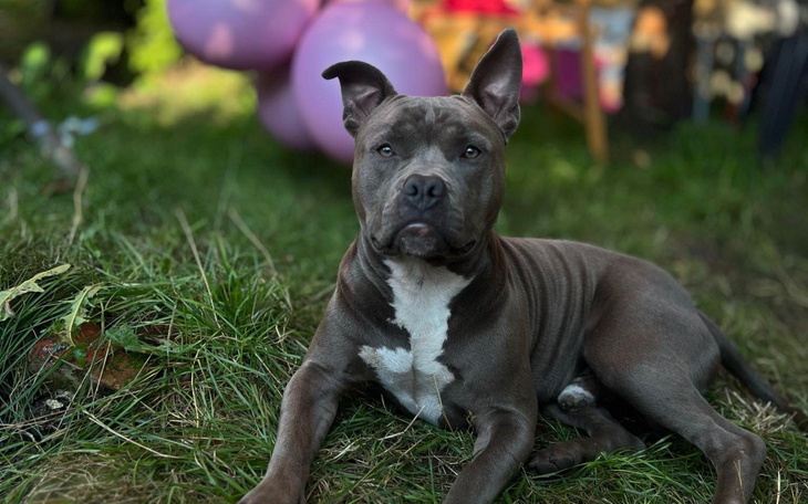 Pies rasy pitbull leżący na trawie.