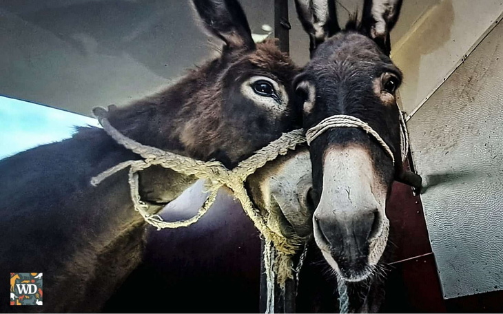 Zbiórka Mieciu i Mama uratowani - zdjęcie główne