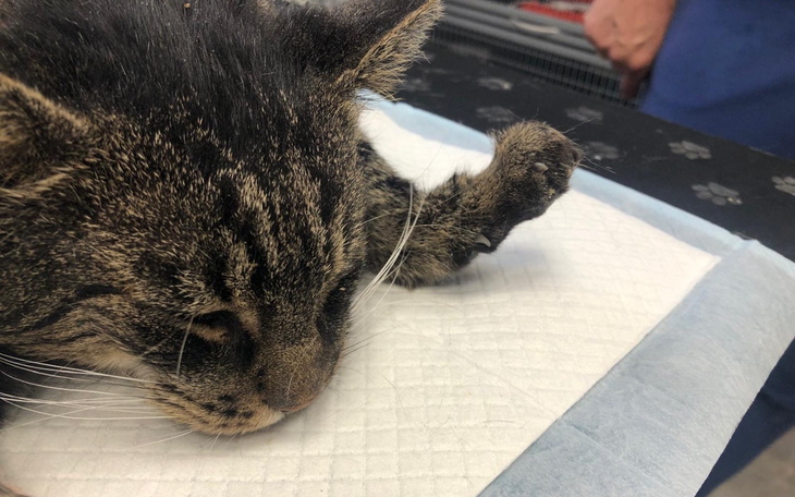 Kot w klinice weterynaryjnej, potrzebuje pomocy.