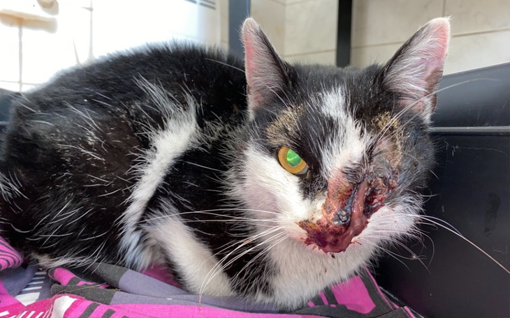 Zbiórka Bidulka dusiła się własną ropą - zdjęcie główne