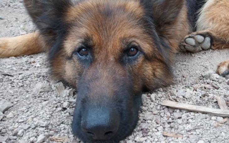 Zbiórka Diagnoza i leczenie Kiry :) - zdjęcie główne