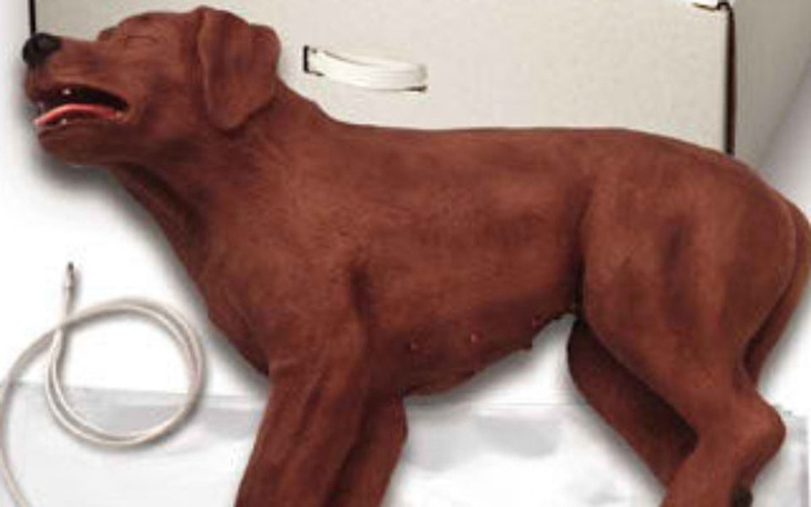 Zbiórka Psi los - zdjęcie główne