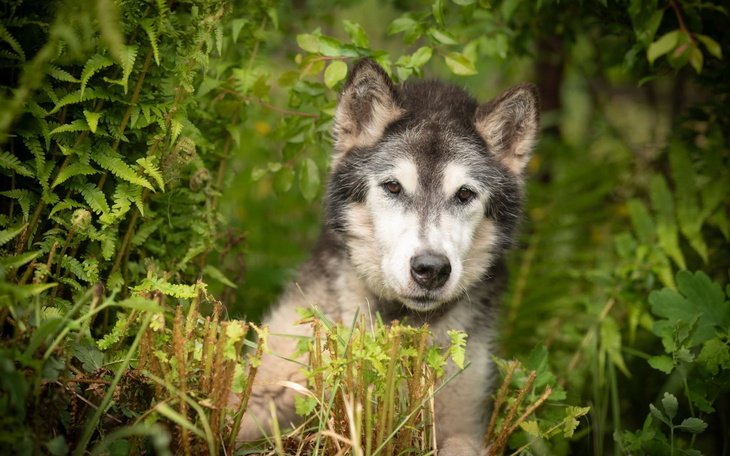 Stary pies wśród zieleni, wygląda na spokojnego i zadowolonego.