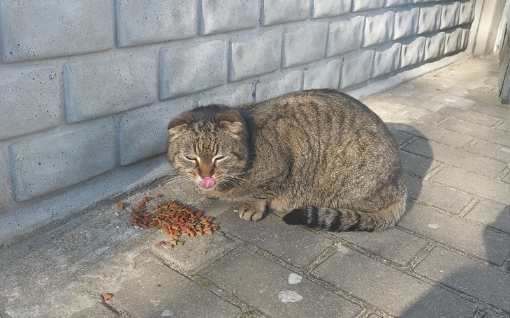 Zbiórka Dokarmianie bezpańskich kotów - zdjęcie główne