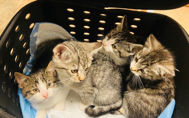 Koty w schronisku czekające na adopcję.