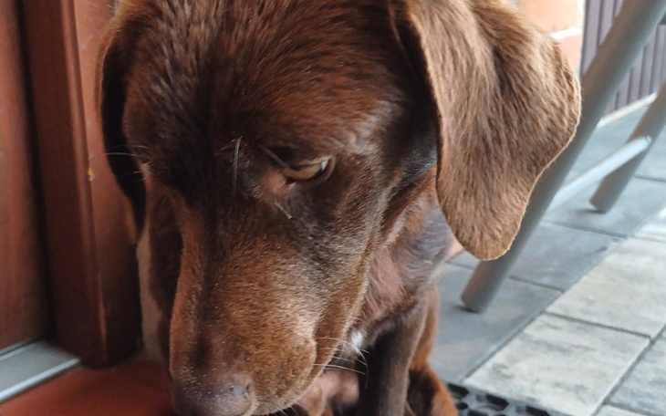 Zbiórka Leczenie Rexa - zdjęcie główne