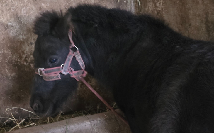 Czarny koń w stajni, spokojnie spoglądający w bok.