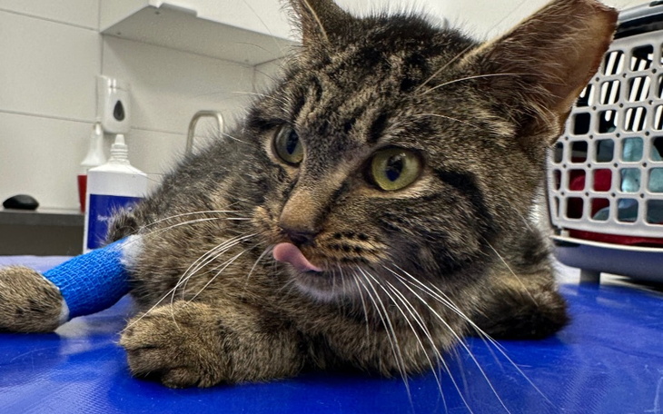 Kot leżący na stole, z opatrunkiem na łapie.