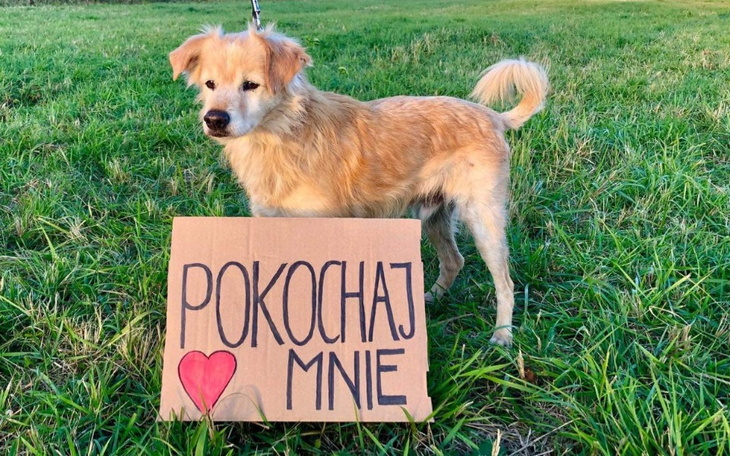 Zbiórka Na schronisko w Oławie - zdjęcie główne