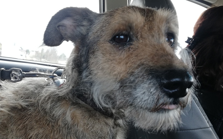 Zbiórka Wizyta i badania Gizma - zdjęcie główne