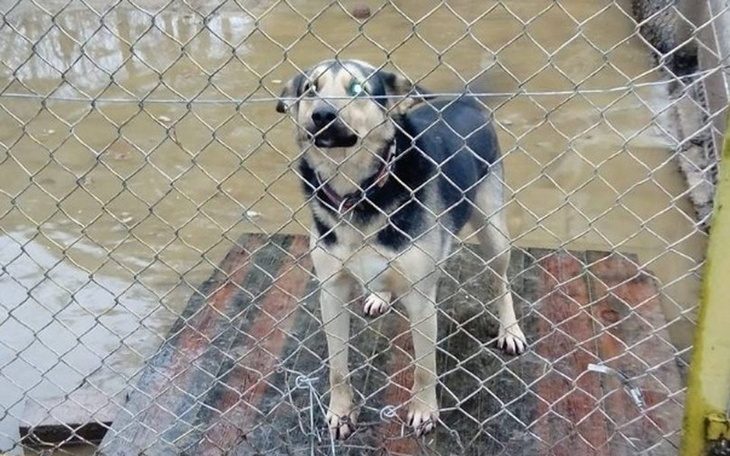 Zbiórka Walczymy dalej i wciąż o Ciapki - zdjęcie główne