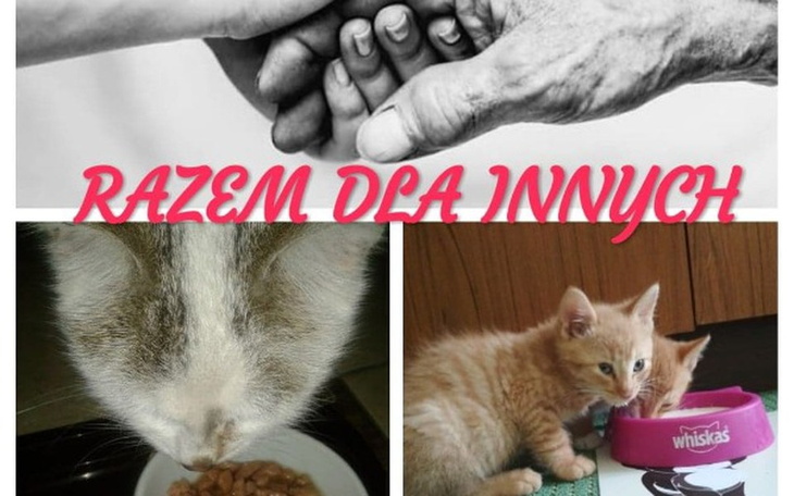 Zbiórka Zbiórka karmy dla zwierzaków - zdjęcie główne