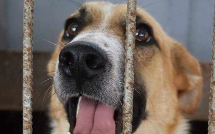 Zbiórka Leczenie,hotelik,pies ze schronu - zdjęcie główne