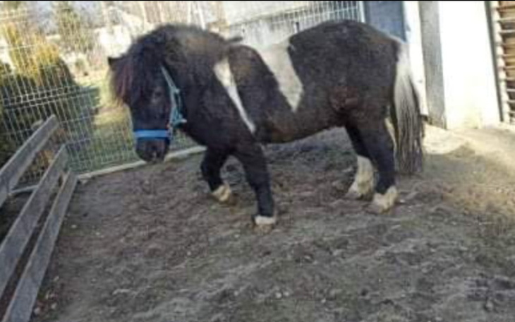 Zbiórka Żeby nie poszedł do rzeźni - zdjęcie główne