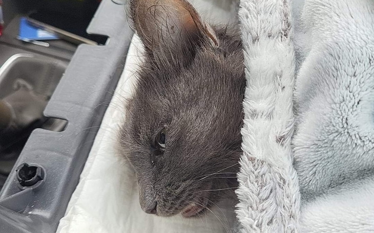 Zbiórka by uratować 1 kocie istnienie - zdjęcie główne