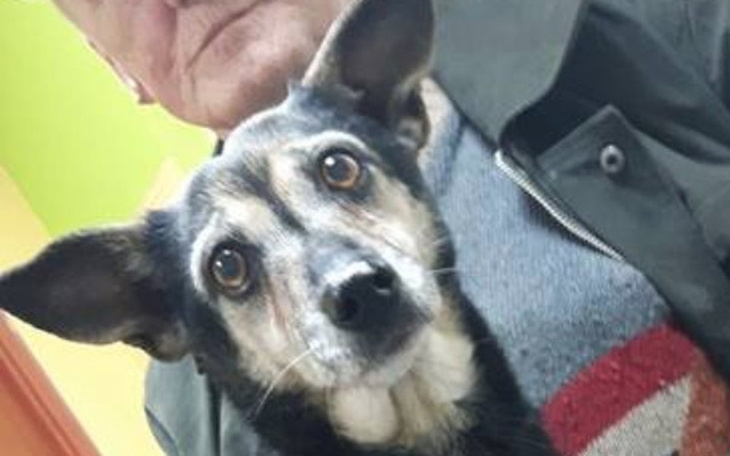 Zbiórka Pomóż sfinansować operację Żabki - zdjęcie główne