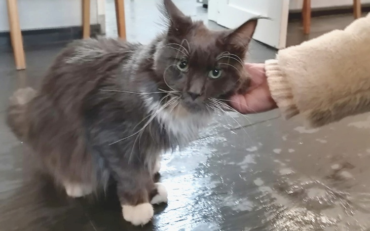 Zbiórka THOR luta contra a PIF - zdjęcie główne