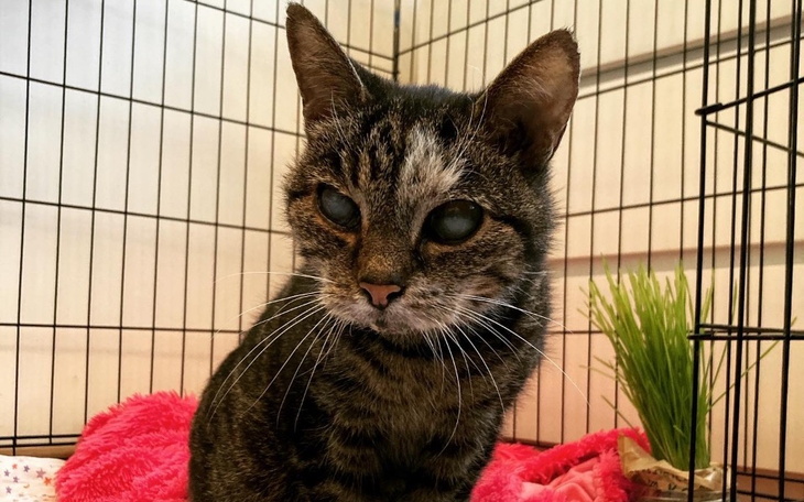 Kot w klatce, z wyrazem smutku i ciekawości.