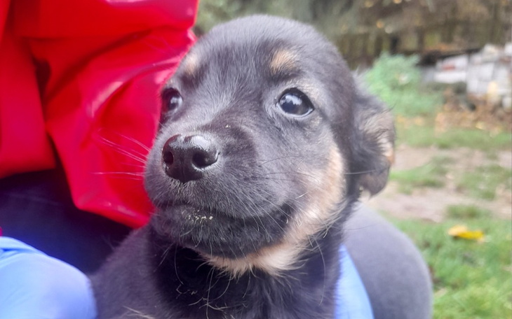 Zbiórka Na transport potrzebującym - zdjęcie główne