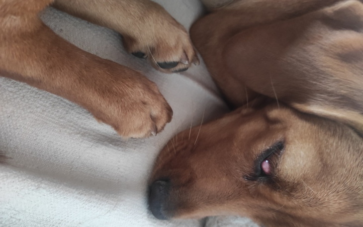 Zbiórka Dianka potrzebuje pomocy - zdjęcie główne