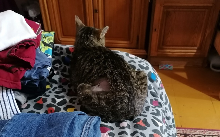 Zbiórka Pielegnacja bezdomnych kotow - zdjęcie główne